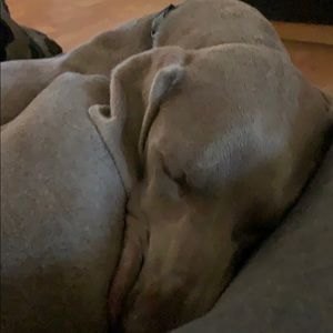 Meet your Posher, Timothy